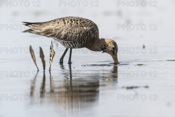 Black-tailed godwit (Limosa limosa), Lower Saxony, Germany, Europe