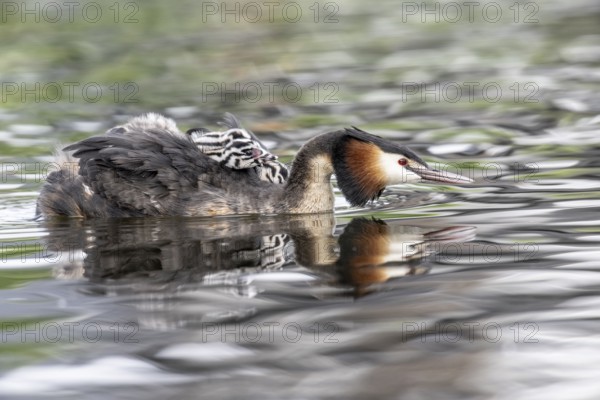 Great Crested Grebe (Podiceps Scalloped ribbonfish) with juveniles, Emsland, Lower Saxony, Germany, Europe