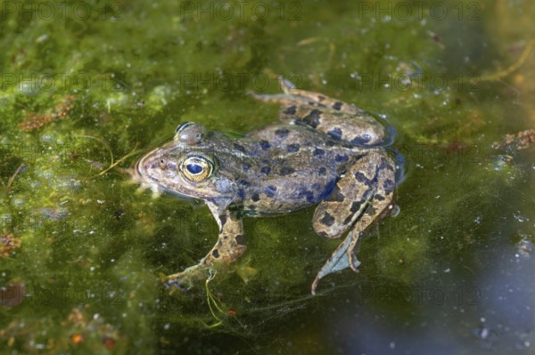 Grass frog (Rana temporaria) in a pond, Erlangen Botanical Garden, Middle Franconia, Bavaria, Germany, Europe