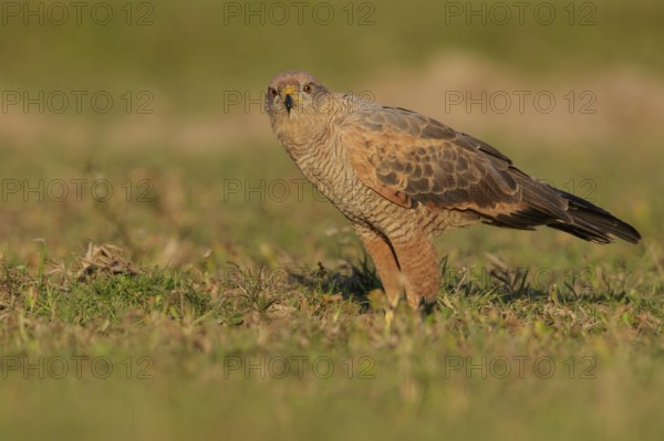 Savanna Hawk (Buteogallus meridionalis) perched on the ground in the Pantanal region of Brazil