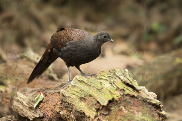 Mountain Peacock-Pheasant (Polyplectron inopinatum) female, Pahang, Malaysia, Asia
