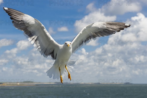 European Herring Gull (Larus argentatus) flying, Texel, Netherlands