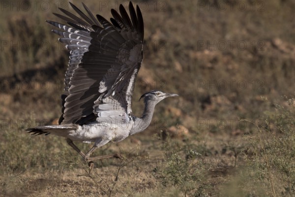 Kori Bustard (Ardeotis kori struthiunculus) male taking flight, Oromia, Ethiopia, Africa