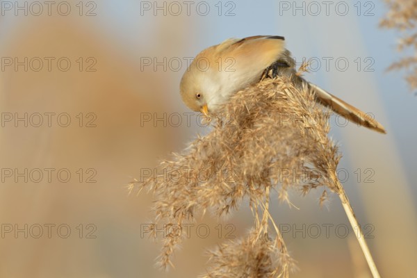 Bearded Reedling (Panurus biarmicus) female feeding on reed, Netherlands