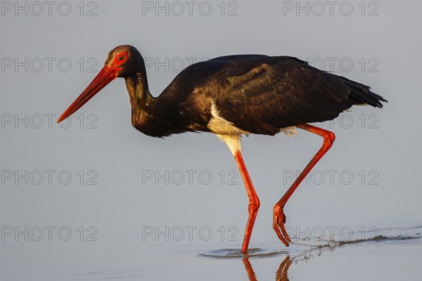Black Stork (Ciconia nigra) foraging, Lesvos, Greece, Europe