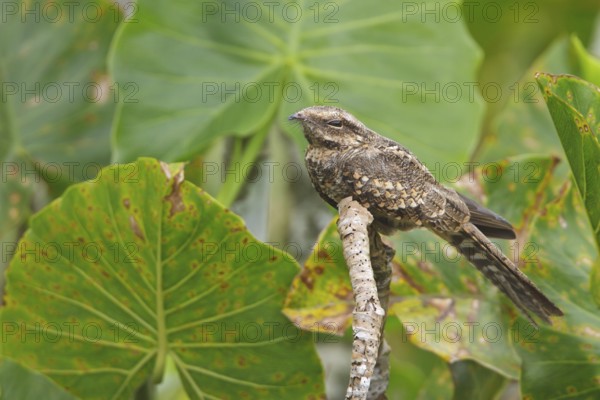 Ladder-tailed Nightjar (Hydropsalis climacocerca) perched on a branch in Ecuador, South America