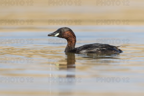 Little Grebe (Tachybaptus ruficollis), Eilat, Israel, Asia