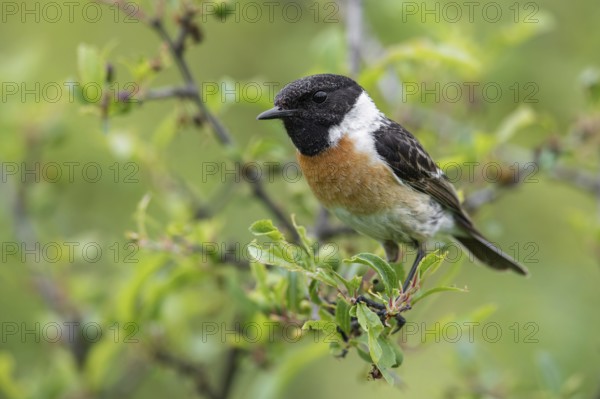 European Stonechat (Saxicola rubicola) male perched on a branch, Poland, Europe