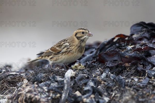 Lapland Longspur (Calcarius lapponicus) foraging at a beach, Schleswig-Holstein, Germany, Europe