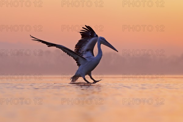 Bird with morning sunrise. Dalmatian pelican, Pelecanus crispus, in Lake Kerkini, Greece. Pelican with open wings. Wildlife scene from European nature. Bird and orange blue sky