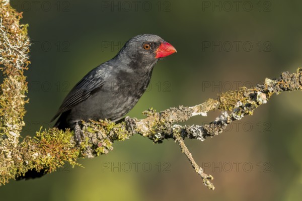 Black-throated Grosbeak (Saltator fuliginosus) perched on a branch in the Atlantic Rainforest of Brazil