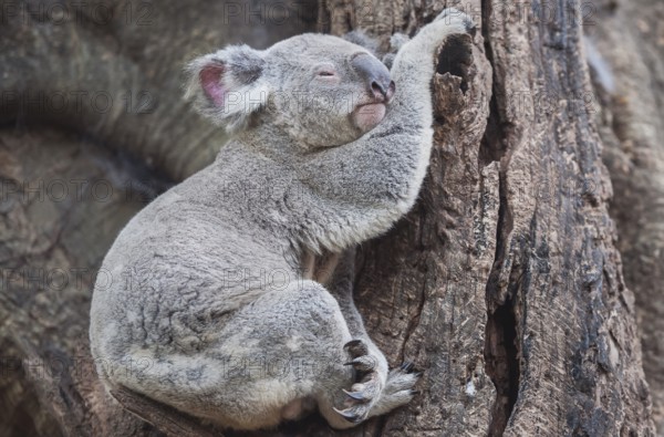 Koala (Phascolarctos Cinereous) resting on a tree, Brisbane, Queensland, Australia, Oceania