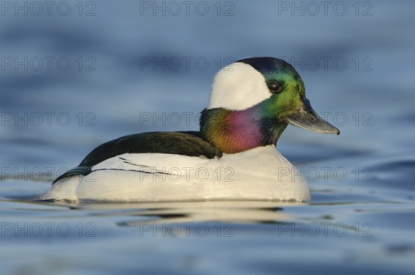 Bufflehead (Bucephala albeola) male, British Columbia, Canada, North America