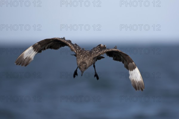 Great Skua (Stercorarius skua) landing, North Sea, Germany, Europe