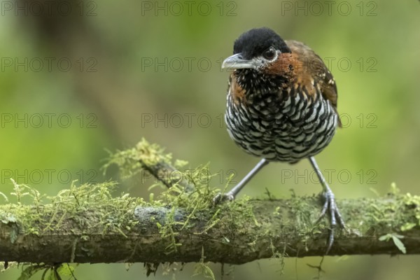 Black-crowned Antpitta (Pittasoma michleri) perched on a branch in Panama