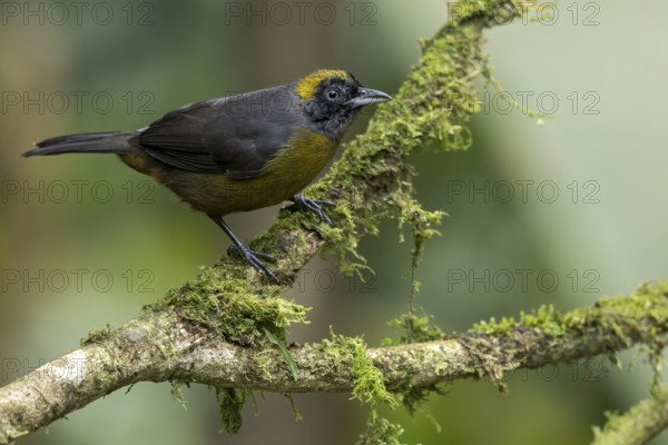 Dusky-faced Tanager (Mitrospingus cassinii) perched on a branch in Panama