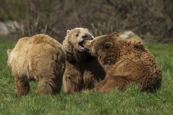 Three bears in a meadow, two interacting playfully with each other, brown bear (Ursus (arctos), Germany, Europe