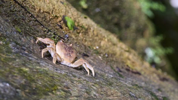 Close-up of a freshwater crab (Potamon potamios) on a moss-covered rock, Butterfly Valley, Butterfly Valley, Rhodes, Dodecanese, Greek Islands, Greece, Europe