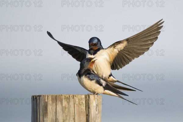 Two barn swallows (Hirundo rustica) mating on a post, male with outstretched wings, Hesse, Germany, Europe