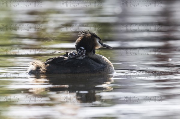 Great Crested Grebe (Podiceps Scalloped ribbonfish) with juveniles, Emsland, Lower Saxony, Germany, Europe