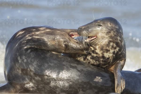 Grey seal (Halichoerus grypus) two adult animals in love courting on a beach, England, United Kingdom, Europe