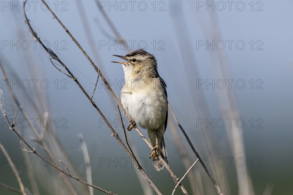 Reed Warbler (Acrocephalus schoenobaerus), Lower Saxony, Germany, Europe