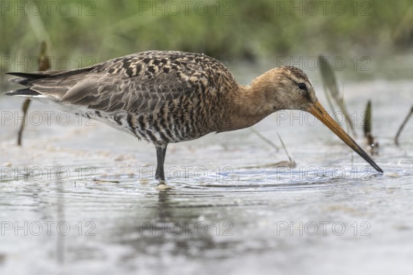 Black-tailed godwit (Limosa limosa), Lower Saxony, Germany, Europe