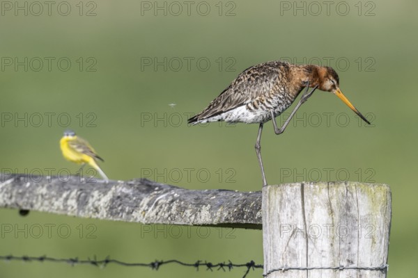 Black-tailed godwit (Limosa limosa), Lower Saxony, Germany, Europe