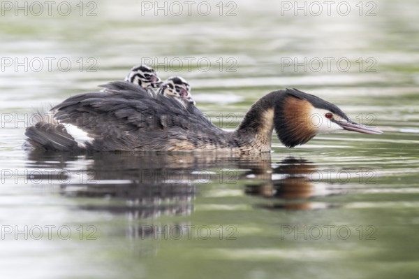 Great Crested Grebe (Podiceps Scalloped ribbonfish) with juveniles, Emsland, Lower Saxony, Germany, Europe