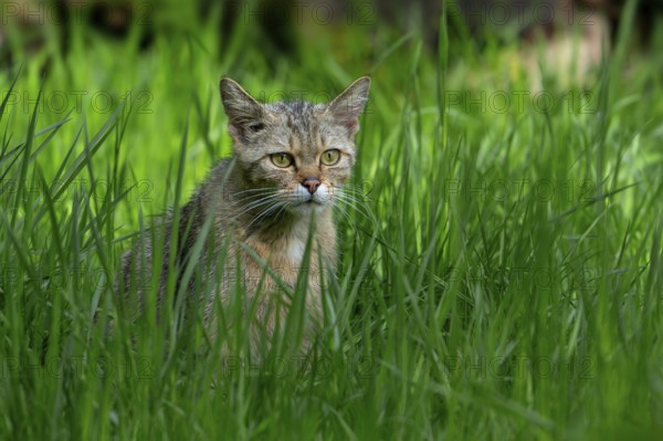European wildcat, wild cat (Felis silvestris silvestris) hunting in grassland, meadow at forest edge