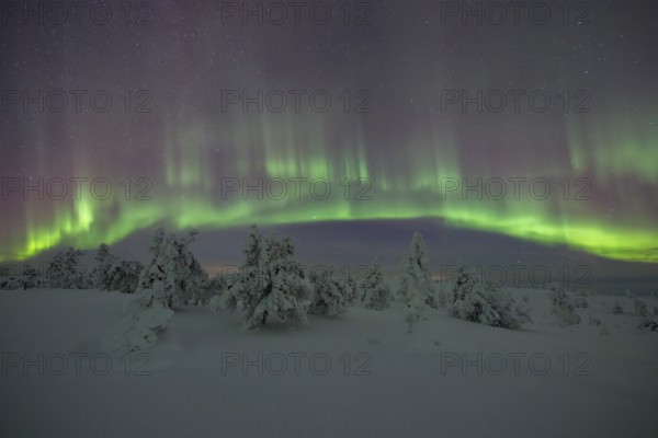 Northern lights over winter landscape, snow-covered trees, Riisitunturi National Park, Posio, Lapland, Finland, Europe