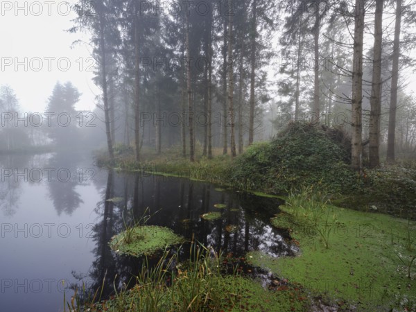 Ballmoos forest reserve, raised bog in the fog, Lieliwald, Lindenberg, Horben, Canton Lucerne, Switzerland, Europe