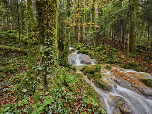 Waterfall surrounded by moss-covered stones in autumnal coloured surroundings, on the river Sihl, Sihlsprung, Menzingen, Canton Zug, Switzerland, Europe