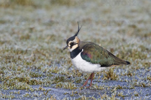 Northern Lapwing (Vanellus vanellus) male, Netherlands