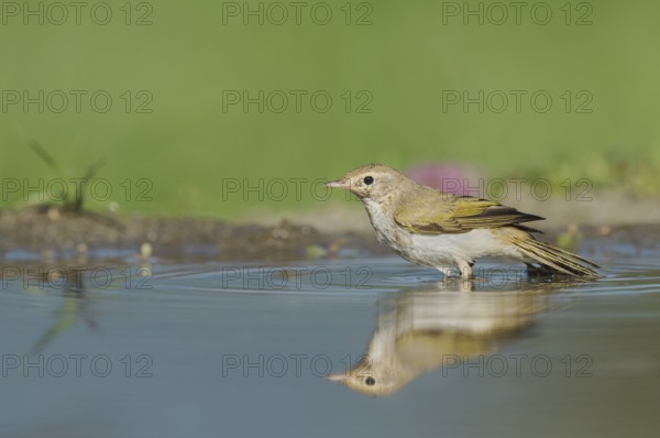 Western Bonelli's Warbler (Phylloscopus bonelli) bathing in a waterhole, Aostatal, Italia