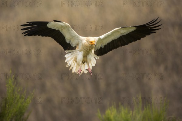Egyptian Vulture (Neophron percnopterus) flying, Castile and Leon, Spain, Europe