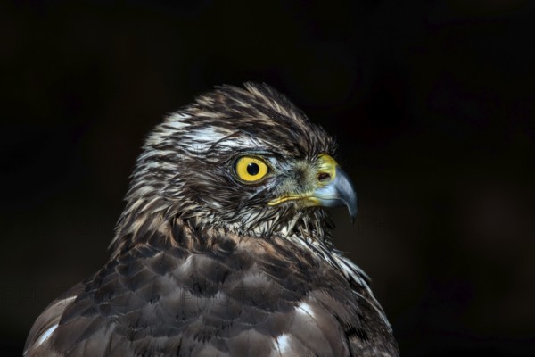 Havik, northern goshawk, Accipiter gentilis