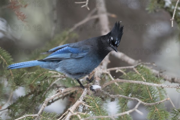 Steller's Jay (Cyanocitta stelleri) perched on a branch, Wyoming, USA, North America