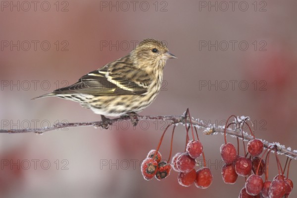 Pine Siskin (Spinus pinus), Ohio, USA, North America