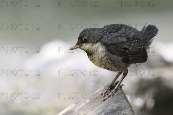 White-throated Dipper (Cinclus cinclus) juvenile foraging, North Rhine-Westphalia, Germany, Europe