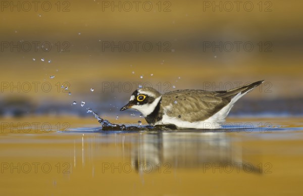 Little Ringed Plover (Charadrius dubius) female foraging, North Rhine-Westphalia, Germany, Europe