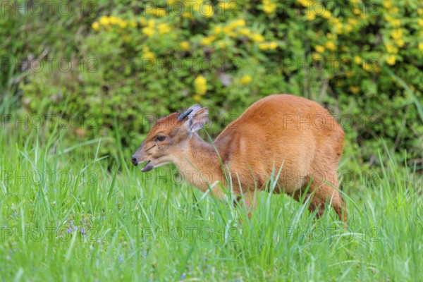 A male Red Forest Duiker (Cephalophus natalensis) stands in a green meadow, eating grass and herbs