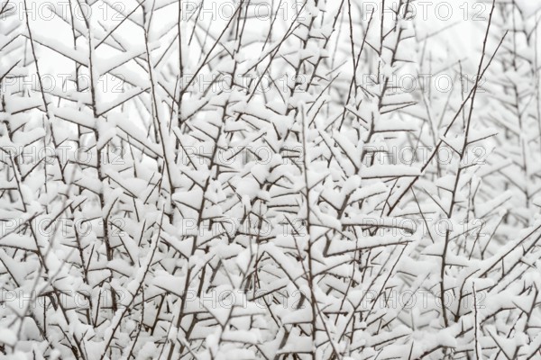 Thorny branches covered with snow, North Rhine-Westphalia, Germany, Europe
