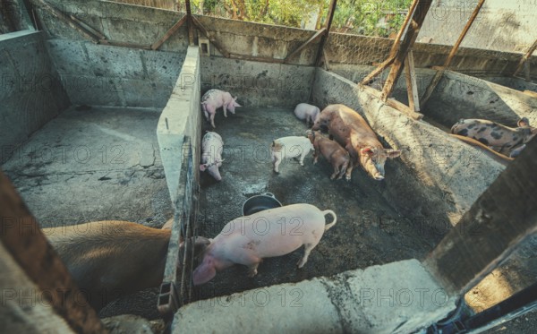 View of beautiful home pigs in a pig farm. Pigs in a home pig farm