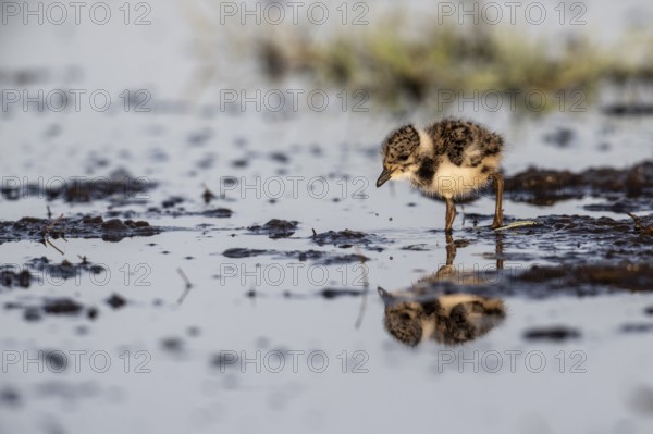 Young lapwing (Vanellus vanellus), Lower Saxony, Germany, Europe