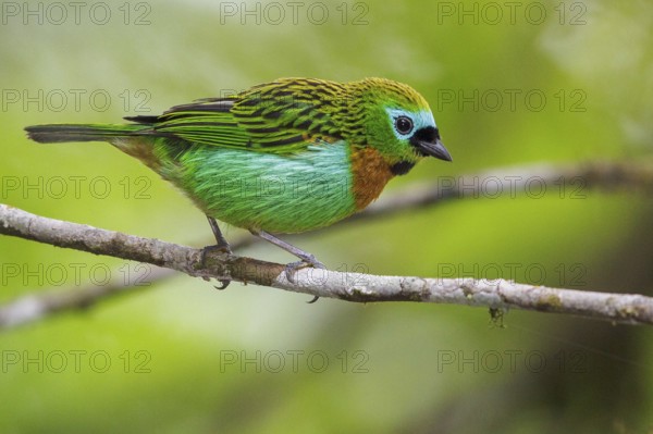 Brassy-breasted Tanager (Tangara desmaresti) perched on a branch in the Atlantic rainforest of southeast Brazil