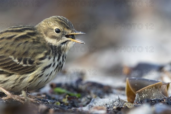 Meadow Pipit (Anthus pratensis) on ground, Schleswig-Holstein, Germany, Europe