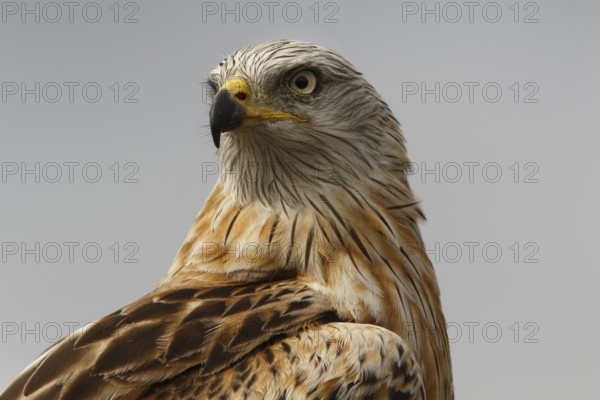 Red Kite (Milvus milvus), portrait, Castile and Leon, Spain, Europe