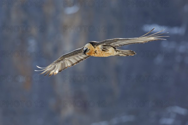 Bearded Vulture (Gypaetus barbatus) flying, Valais, Switzerland, Europe