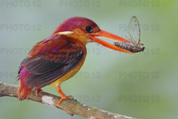 Oriental Dwarf Kingfisher (Ceyx erithaca) with insect in its beak, Johor, Malaysia, Asia